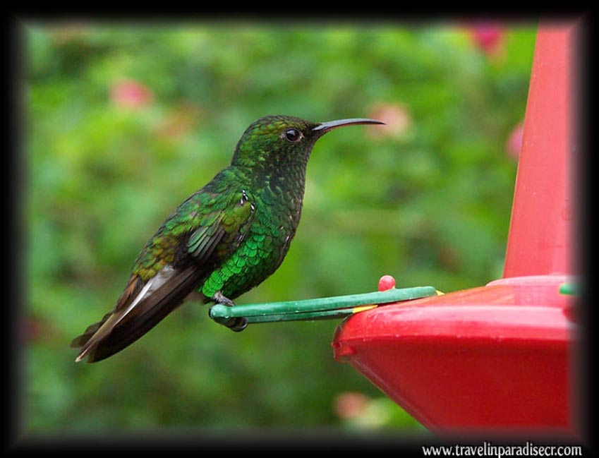 Costa Rica Ecotourism hummingbird